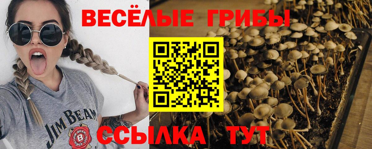 Галлюциногенные грибы Psilocybe  Вход с VPN  Тулун 